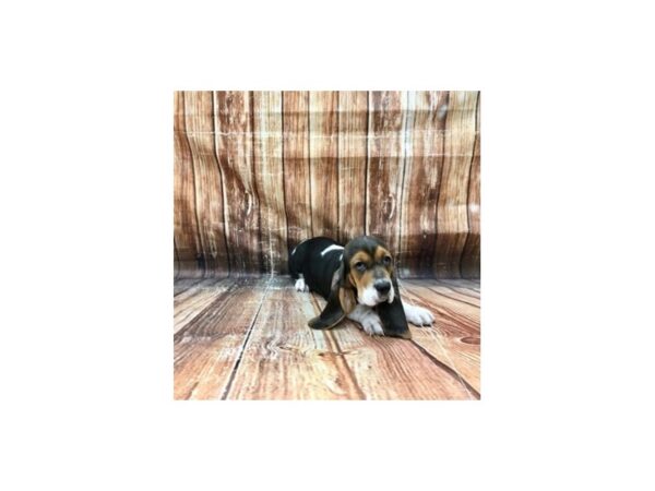 Basset Hound-DOG-Male-Black White / Tan-23243-Petland Las Vegas, Nevada