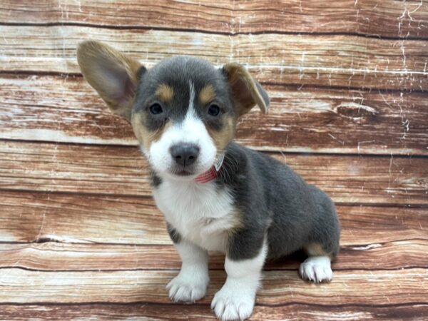 Pembroke Welsh Corgi-DOG-Female-Blue / Tan-23269-Petland Las Vegas, Nevada