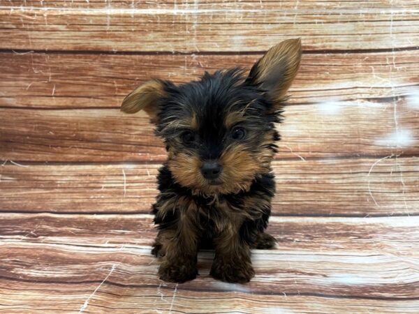 Yorkshire Terrier-DOG-Male-Black / Tan-23365-Petland Las Vegas, Nevada