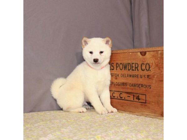 Shiba Inu-DOG-Male-Cream-23443-Petland Las Vegas, Nevada