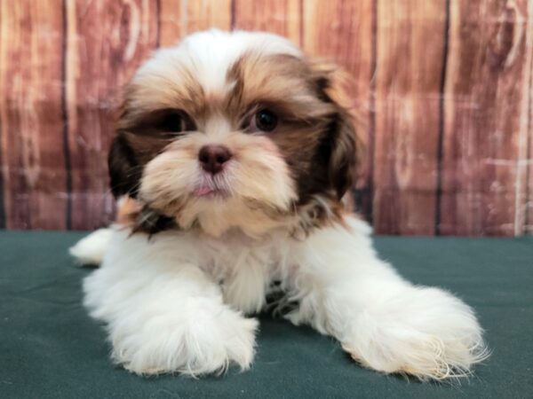 Shih Tzu-DOG-Male-White Chocolate Gold-23498-Petland Las Vegas, Nevada