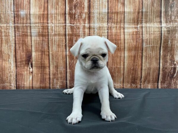 Pug-DOG-Male-Cream-23540-Petland Las Vegas, Nevada