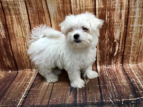Maltese-DOG-Female-White-23557-Petland Las Vegas, Nevada