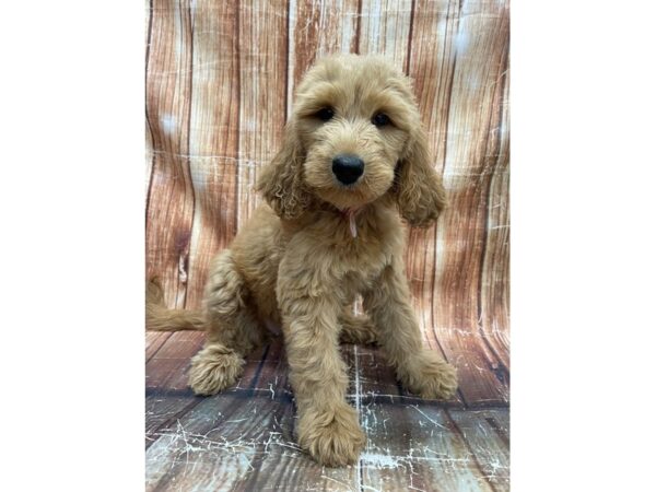 F1B Goldendoodle-DOG-Female-Golden-23652-Petland Las Vegas, Nevada