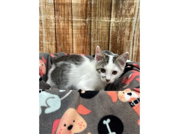 Domestic Cat-CAT-Male-White-23686-Petland Las Vegas, Nevada