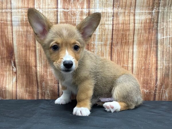 Pembroke Welsh Corgi-DOG-Male-Sable / White-23800-Petland Las Vegas, Nevada