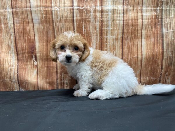 Bichon Frise/Poodle-DOG-Male-Red and White-23784-Petland Las Vegas, Nevada