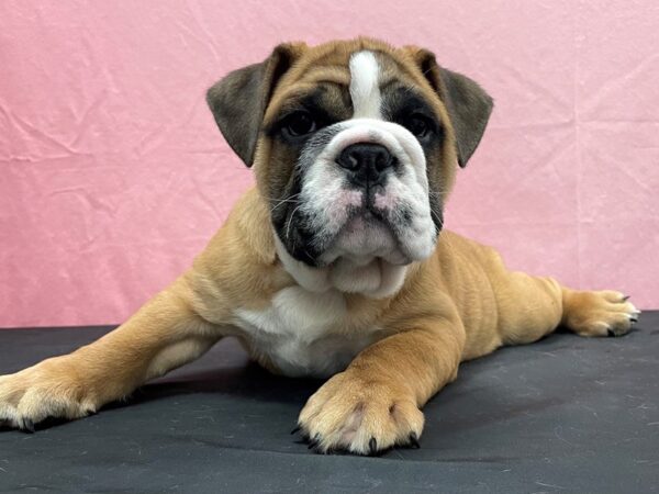 English Bulldog-DOG-Male-Red and White-23844-Petland Las Vegas, Nevada