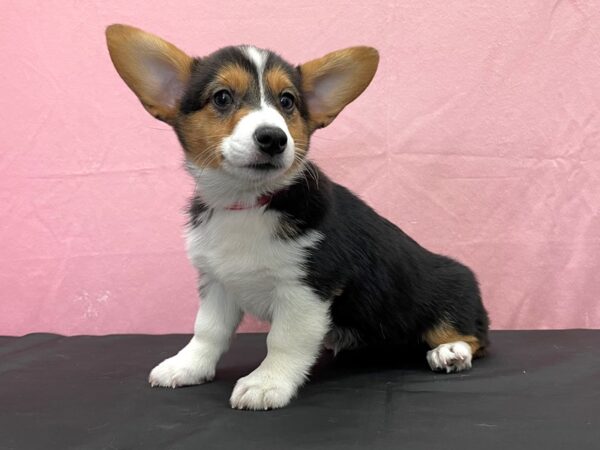 Pembroke Welsh Corgi-DOG-Female-Black and Tan-23841-Petland Las Vegas, Nevada