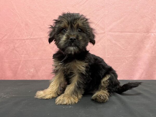 Maltese/Yorkshire Terrier-DOG-Male-Black / Tan-23893-Petland Las Vegas, Nevada