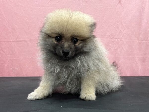 Pomeranian-DOG-Male-Orange-23882-Petland Las Vegas, Nevada