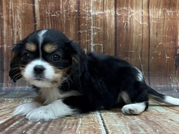 Cavalier King Charles Spaniel-DOG-Female-Black White / Tan-23944-Petland Las Vegas, Nevada