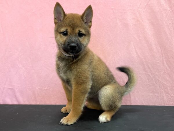 Shiba Inu-DOG-Male-Red Sesame-23957-Petland Las Vegas, Nevada