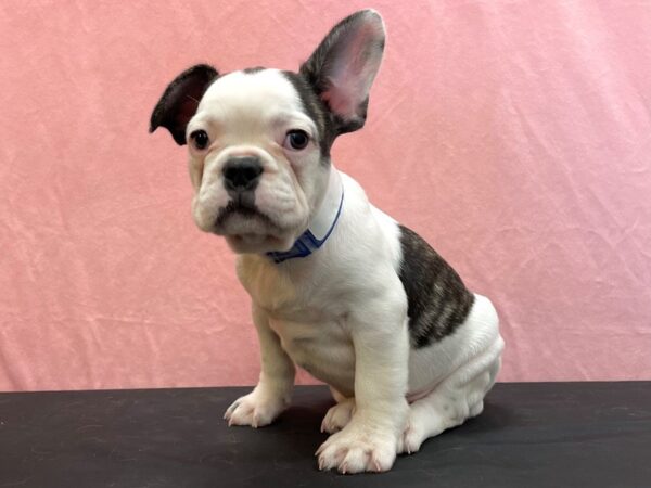 French Bulldog-DOG-Male-Brindle and White-23954-Petland Las Vegas, Nevada