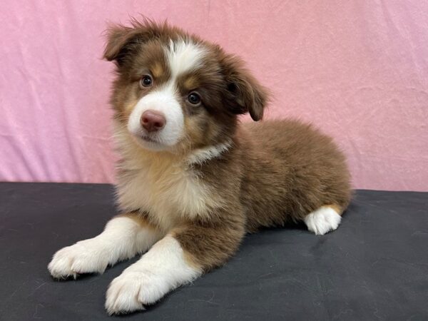 Miniature Australian Shepherd-DOG-Male-Red-23980-Petland Las Vegas, Nevada