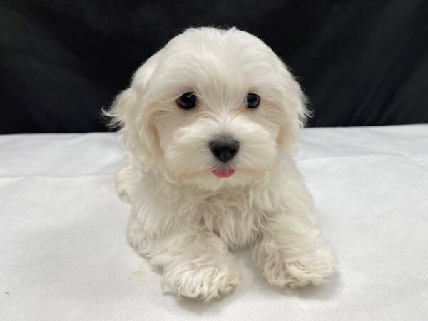 Maltese-DOG-Female-White-24021-Petland Las Vegas, Nevada