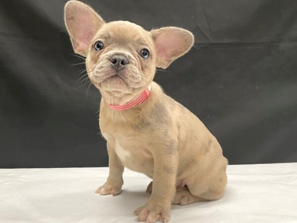 French Bulldog-DOG-Female-Merle-24048-Petland Las Vegas, Nevada