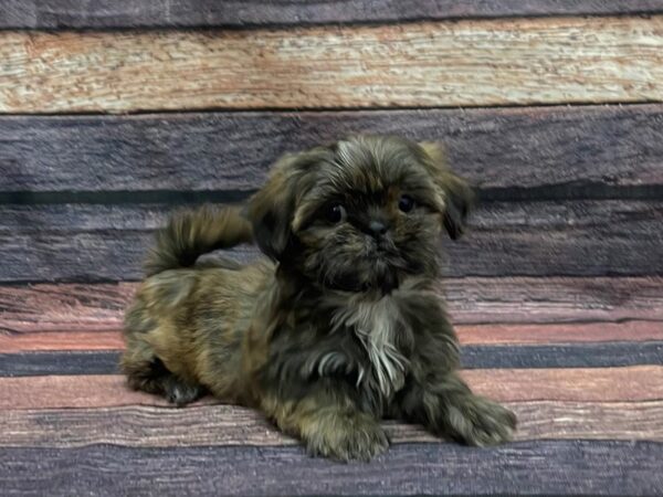 Shih Tzu-DOG-Female-Chocolate Gold-24112-Petland Las Vegas, Nevada