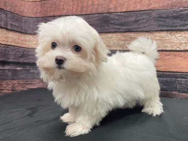 Maltese-DOG-Female-White-24142-Petland Las Vegas, Nevada
