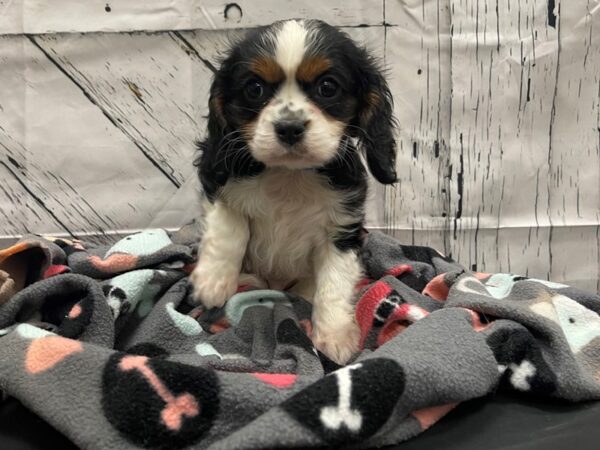 Cavalier King Charles Spaniel-DOG-Male-Black and White-24136-Petland Las Vegas, Nevada
