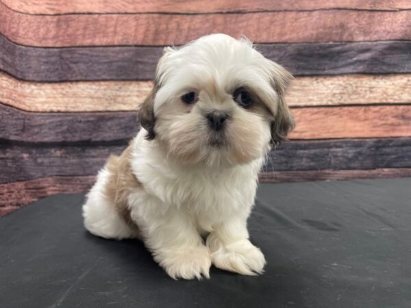 Shih Tzu-DOG-Male-Lilac / White-24144-Petland Las Vegas, Nevada