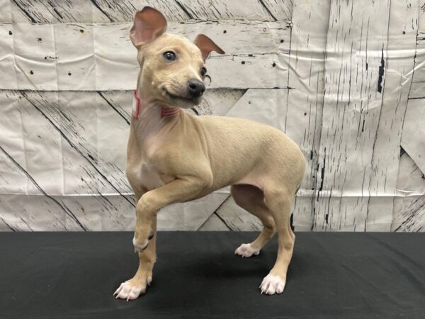 Italian Greyhound-DOG-Female-Blue Fawn-24138-Petland Las Vegas, Nevada