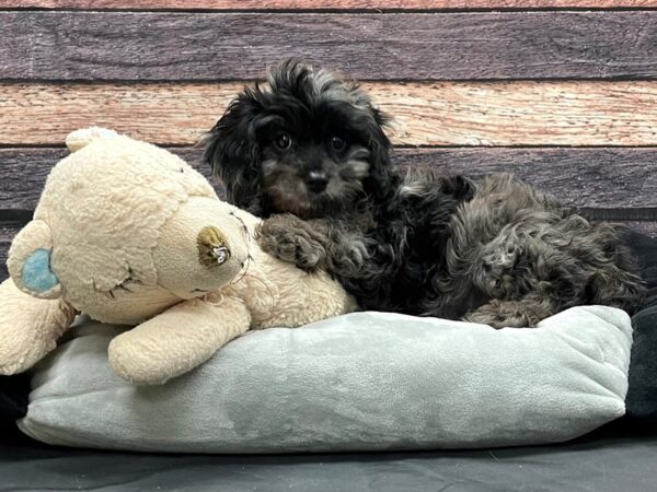 Cavalier King Charles Spaniel/Poodle-DOG-Female-Blue Merle-24175-Petland Las Vegas, Nevada