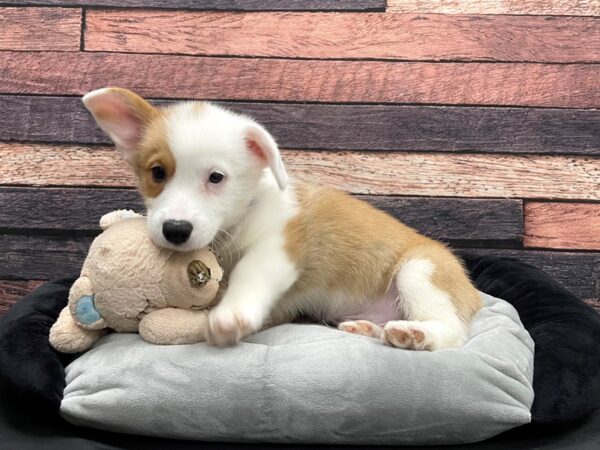 Pembroke Welsh Corgi-DOG-Male-Red-24161-Petland Las Vegas, Nevada