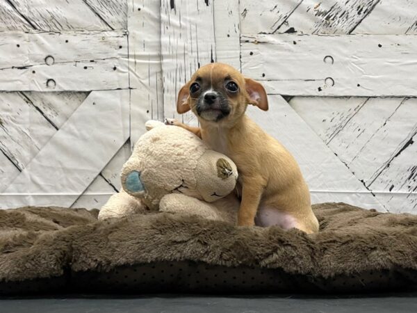 Chihuahua-DOG-Female-Fawn-24182-Petland Las Vegas, Nevada