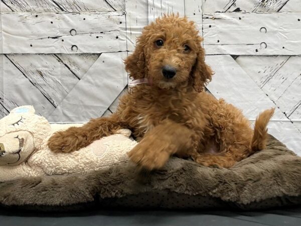 F1B Goldendoodle-DOG-Female-Golden-24213-Petland Las Vegas, Nevada