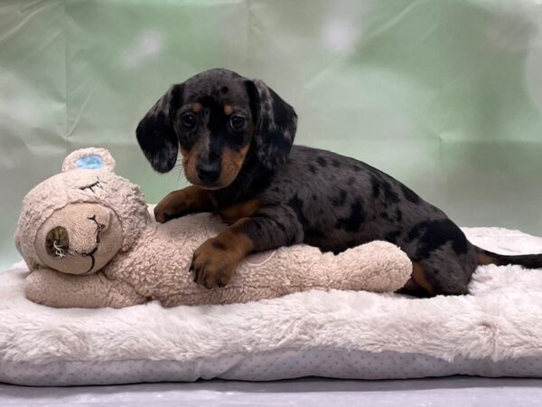 Dachshund-DOG-Female-Black / Tan-24248-Petland Las Vegas, Nevada