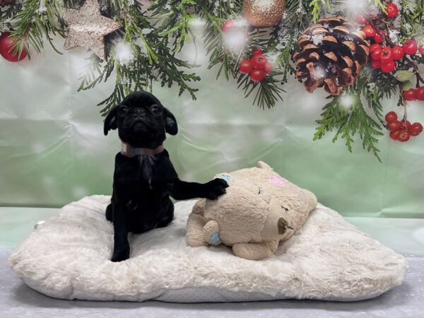 Pug-DOG-Female-Black-24237-Petland Las Vegas, Nevada
