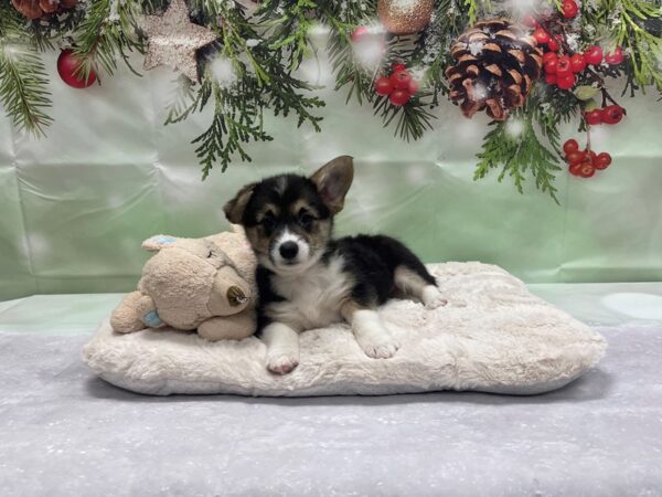 Pembroke Welsh Corgi-DOG-Female-Black / Tan-24233-Petland Las Vegas, Nevada