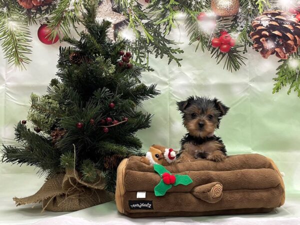 Yorkshire Terrier-DOG-Female-Black / Tan-24276-Petland Las Vegas, Nevada
