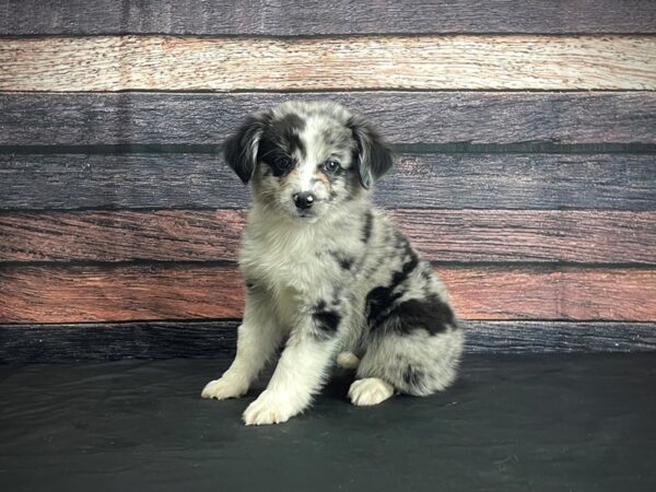 Miniature Australian Shepherd-DOG-Female-Blue Merle-24382-Petland Las Vegas, Nevada