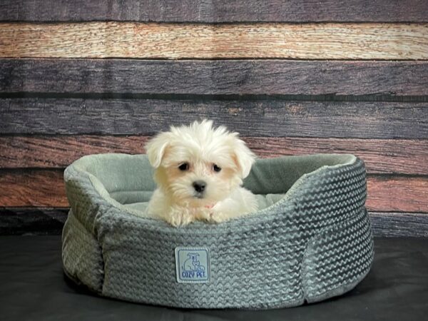 Maltese-DOG-Female-White-24407-Petland Las Vegas, Nevada