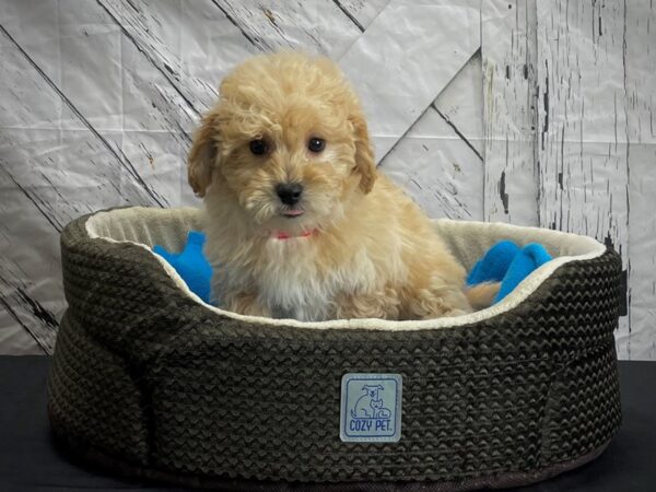 Bichon Frise/Poodle-DOG-Female-Apricot-24443-Petland Las Vegas, Nevada