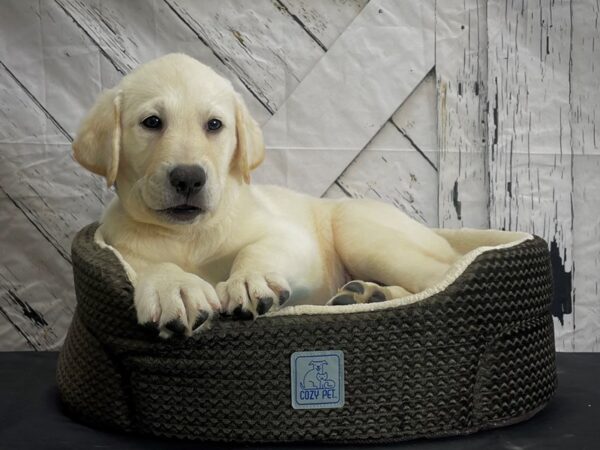Labrador Retriever-DOG-Male-Yellow-24453-Petland Las Vegas, Nevada