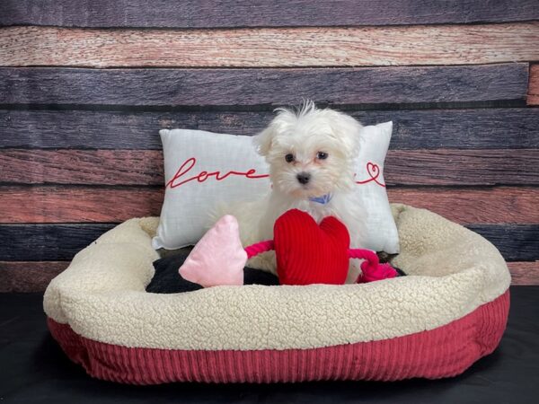 Maltese-DOG-Male-White-24511-Petland Las Vegas, Nevada