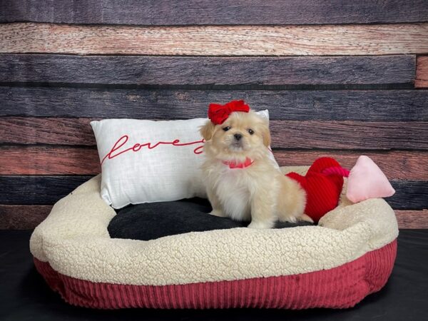 Pekingese-DOG-Female-Cream-24500-Petland Las Vegas, Nevada