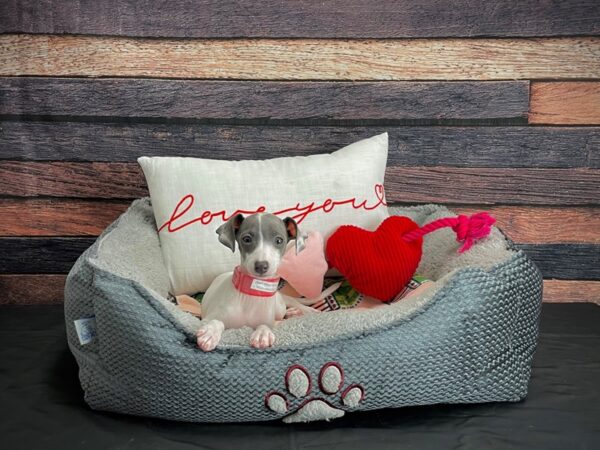 Italian Greyhound-DOG-Female-White / Blue-24536-Petland Las Vegas, Nevada