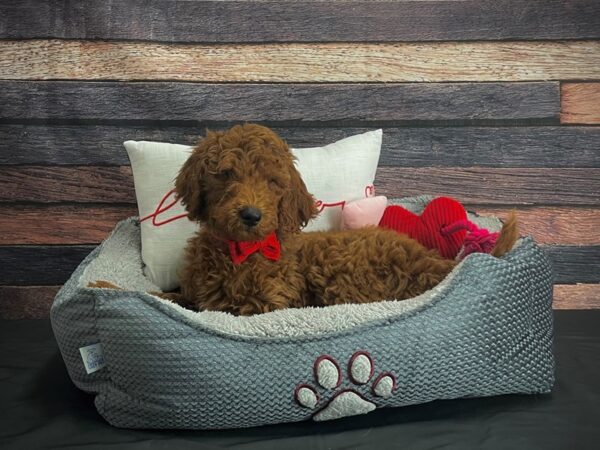 F1B Goldendoodle-DOG-Male-Golden-24551-Petland Las Vegas, Nevada