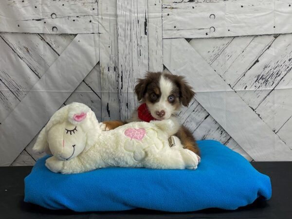 Miniature Australian Shepherd-DOG-Male-Red Tan / White-24608-Petland Las Vegas, Nevada