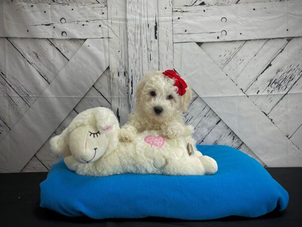 Bichon Frise-DOG-Female-White-24598-Petland Las Vegas, Nevada