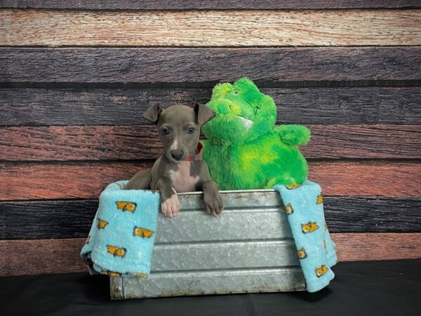 Italian Greyhound-DOG-Female-Blue-24626-Petland Las Vegas, Nevada