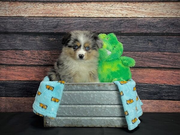 Miniature Australian Shepherd-DOG-Male-Blue Merle White and Tan-24616-Petland Las Vegas, Nevada