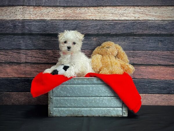 Maltese-DOG-Female-White-24647-Petland Las Vegas, Nevada