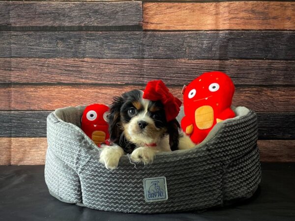 Cavalier King Charles Spaniel-DOG-Female-Black and White-24814-Petland Las Vegas, Nevada