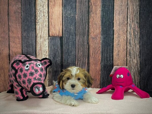 Bichon Frise/Shih Tzu-DOG-Male-White / Gold-24947-Petland Las Vegas, Nevada