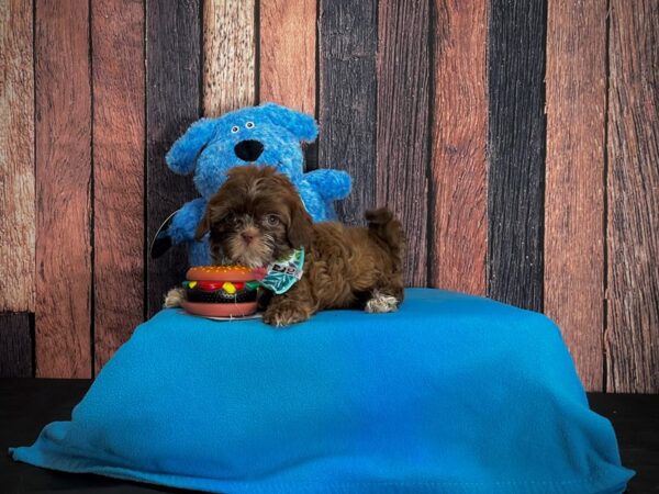 Poodle/Shih Tzu-DOG-Female-Chocolate Gold-24974-Petland Las Vegas, Nevada